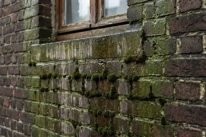 Bakstenen gevel met groene aanslag op de noordzijde en mos in de voegen